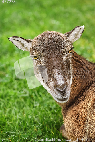 Image of Potrtrait of a Sheep