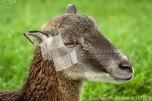 Image of Potrtrait of a Sheep