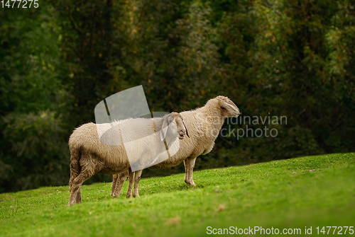 Image of Sheeps on the Grass