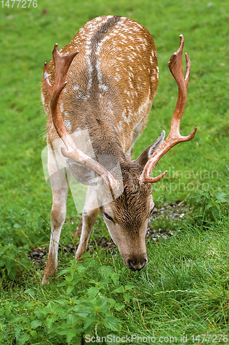 Image of Deer Grazing on the Grass