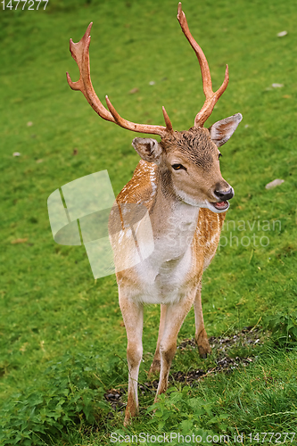 Image of Deer Grazing on the Grass