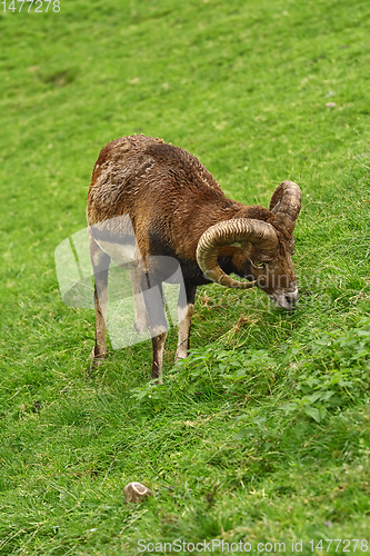 Image of Ram on the Grass