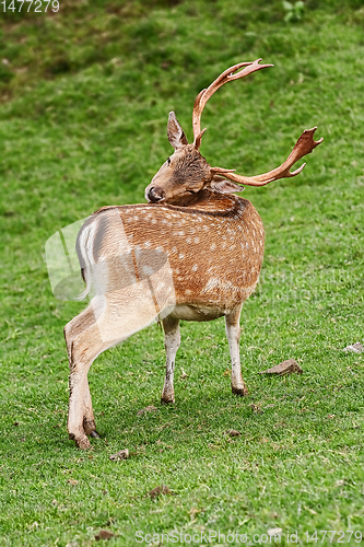 Image of Deer Grazing on the Grass