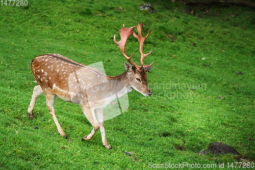 Image of Deer Grazing on the Grass