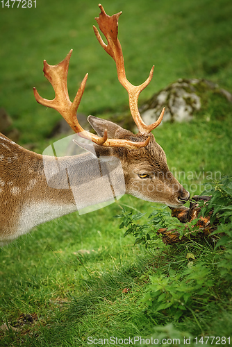 Image of Deer Grazing on the Grass