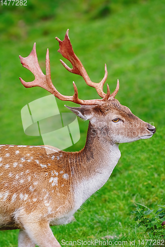 Image of Portrait of Deer