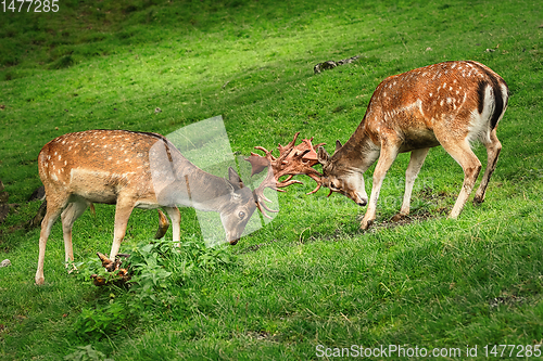 Image of Deer Fight on the Pasture