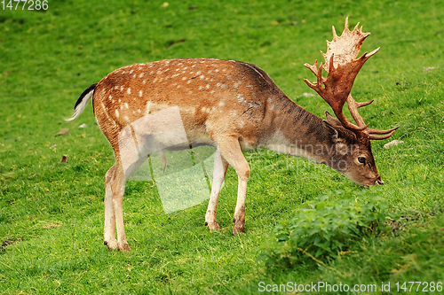 Image of Deer Grazing on the Grass