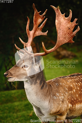 Image of Portrait of Deer