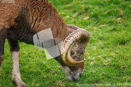 Image of Ram on the Grass