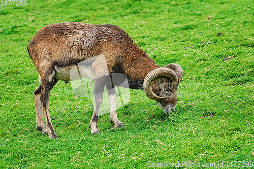 Image of Ram on the Grass