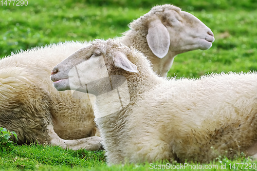 Image of Sheeps on the Grass