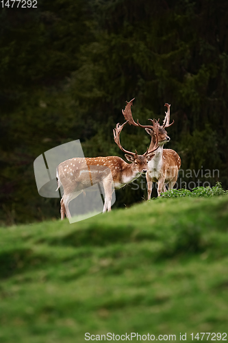 Image of Deers near the Forest