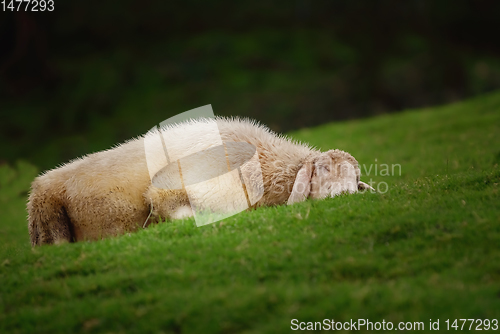 Image of Sheep on the Grass