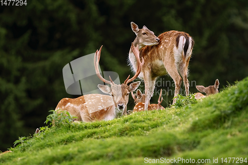 Image of Deers near the Forest