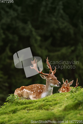 Image of Deers near the Forest