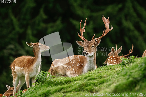 Image of Deers near the Forest
