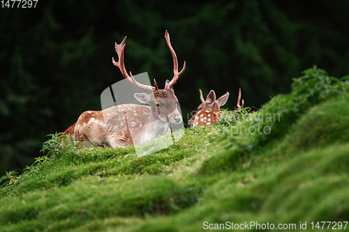 Image of Deers near the Forest