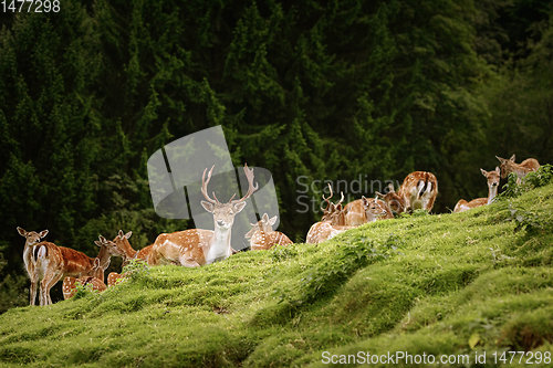 Image of Deers near the Forest