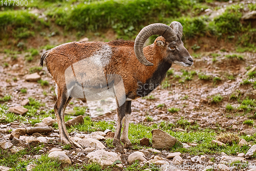 Image of Big Brown Ram 