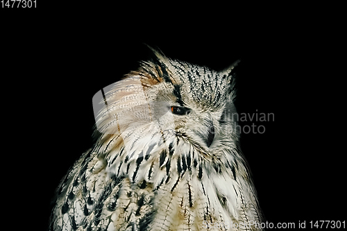 Image of Owl over Black Background