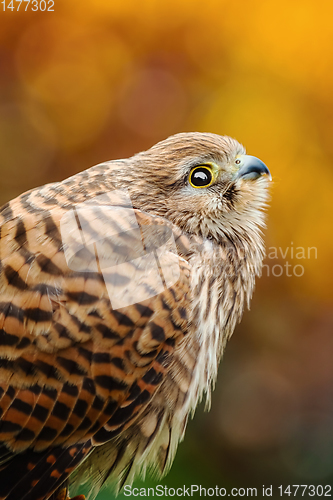 Image of Common Kestrel (Falco Tinnunculus)