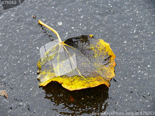 Image of A leave