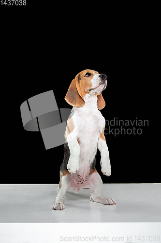Image of Studio shot of beagle puppy on black studio background