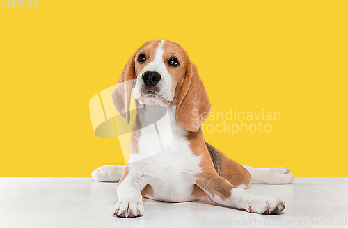 Image of Studio shot of beagle puppy on yellow studio background