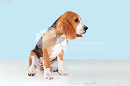 Image of Studio shot of beagle puppy on blue studio background