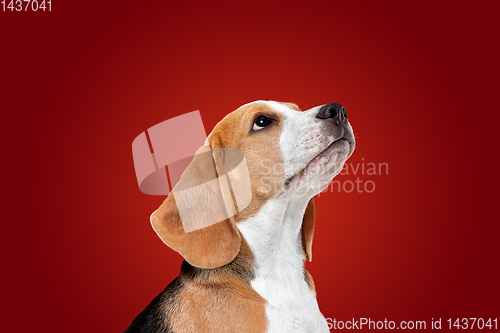 Image of Studio shot of beagle puppy on red studio background