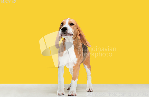 Image of Studio shot of beagle puppy on yellow studio background