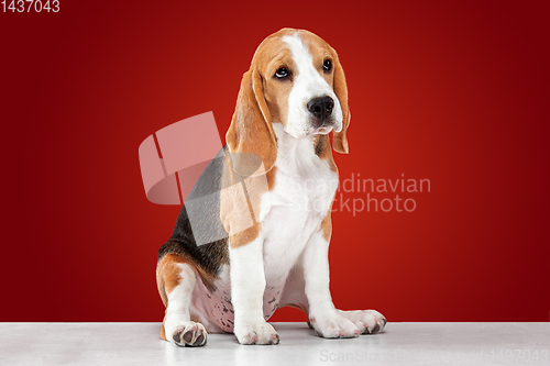 Image of Studio shot of beagle puppy on red studio background