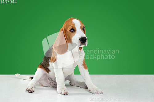 Image of Studio shot of beagle puppy on green studio background