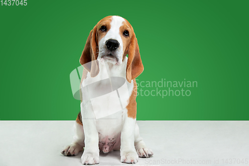 Image of Studio shot of beagle puppy on green studio background