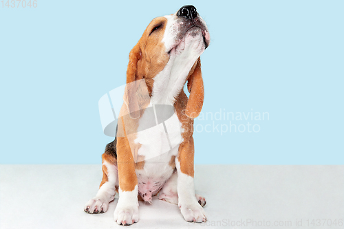 Image of Studio shot of beagle puppy on blue studio background