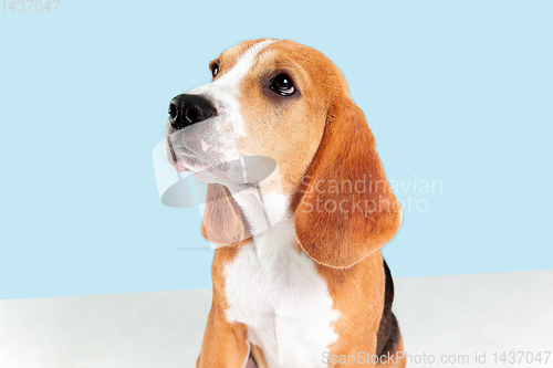 Image of Studio shot of beagle puppy on blue studio background