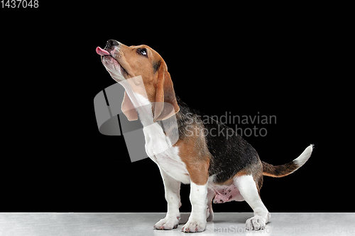Image of Studio shot of beagle puppy on black studio background