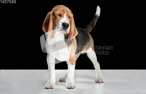 Image of Studio shot of beagle puppy on black studio background