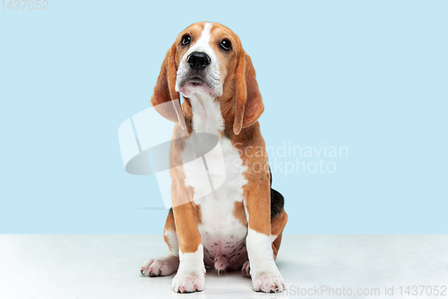 Image of Studio shot of beagle puppy on blue studio background