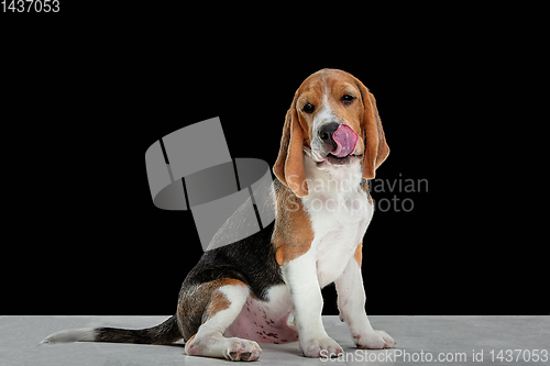 Image of Studio shot of beagle puppy on black studio background