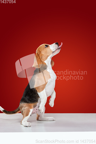 Image of Studio shot of beagle puppy on red studio background