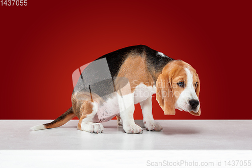 Image of Studio shot of beagle puppy on red studio background