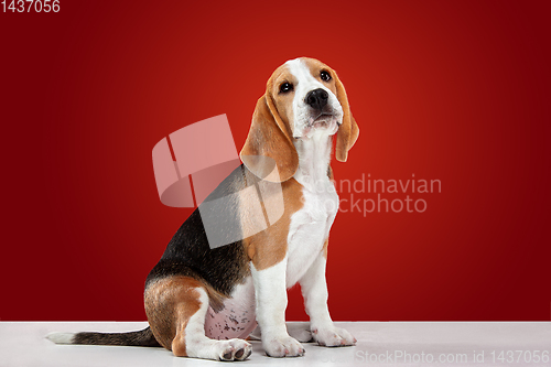Image of Studio shot of beagle puppy on red studio background
