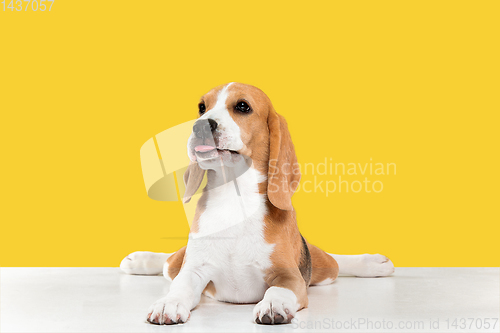 Image of Studio shot of beagle puppy on yellow studio background