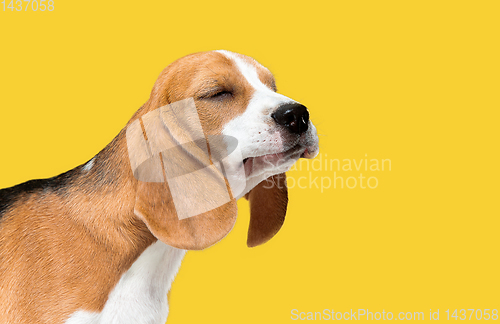 Image of Studio shot of beagle puppy on yellow studio background