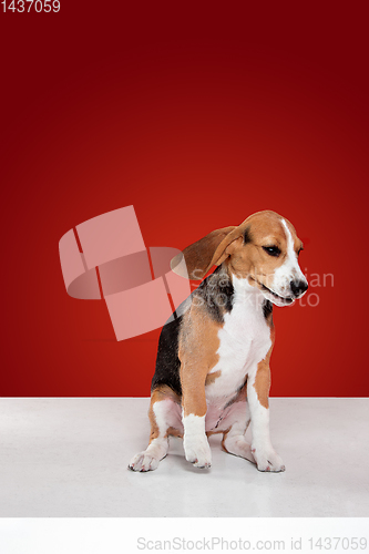 Image of Studio shot of beagle puppy on red studio background