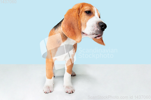 Image of Studio shot of beagle puppy on blue studio background