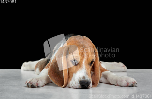 Image of Studio shot of beagle puppy on black studio background