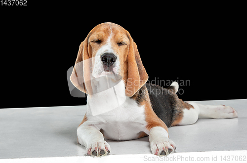 Image of Studio shot of beagle puppy on black studio background